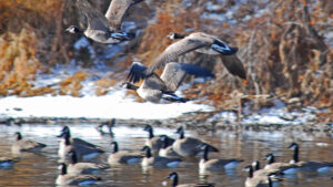 Canada Geese Along the South Platte River