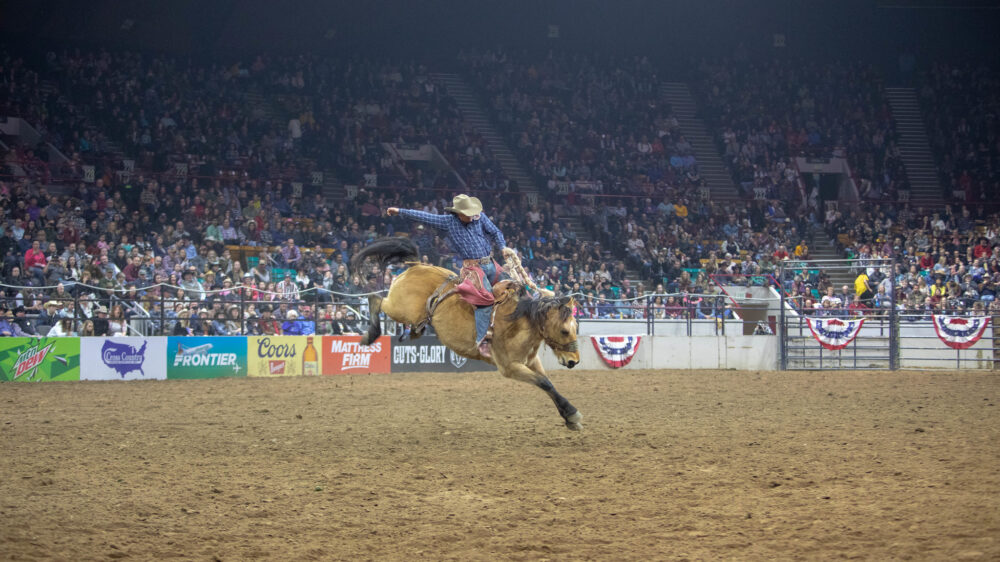 rodeo stock show