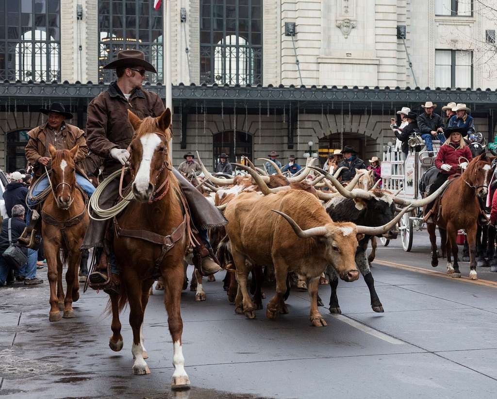 stock show denver